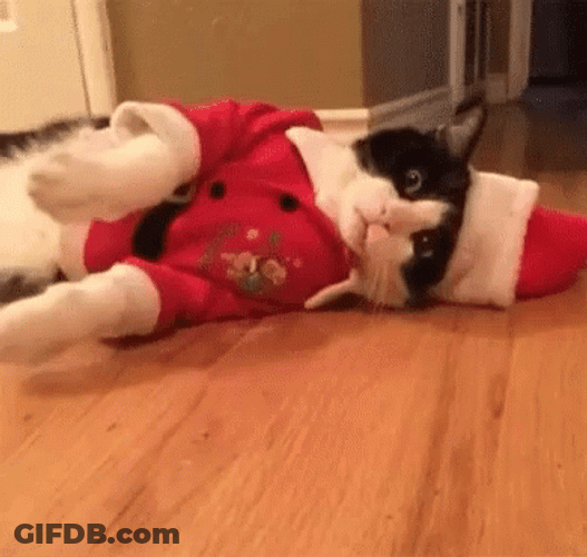 Feliz Navidad Gatos GIF