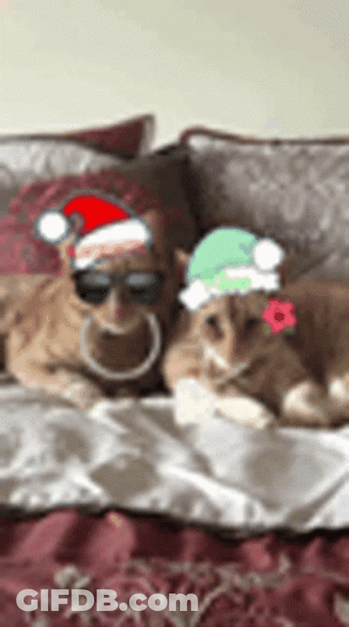 Feliz Navidad Gatos GIF