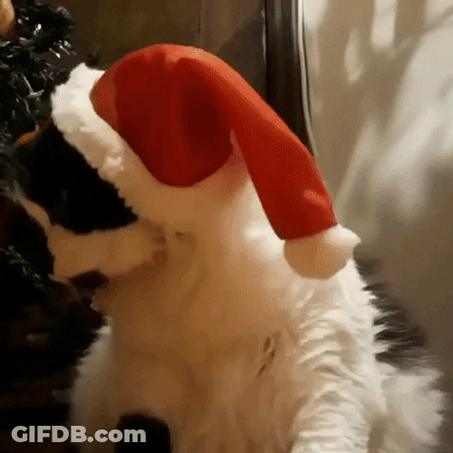 Feliz Navidad Gatos GIF