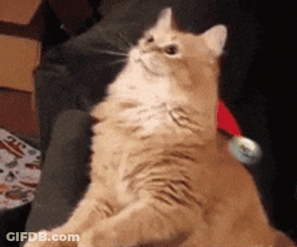 Feliz Navidad Gatos GIF