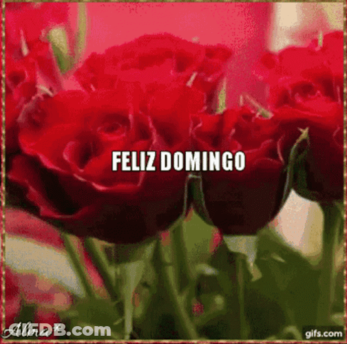 Feliz Tarde De Domingo GIF