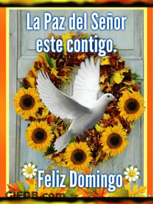 Feliz Tarde De Domingo GIF