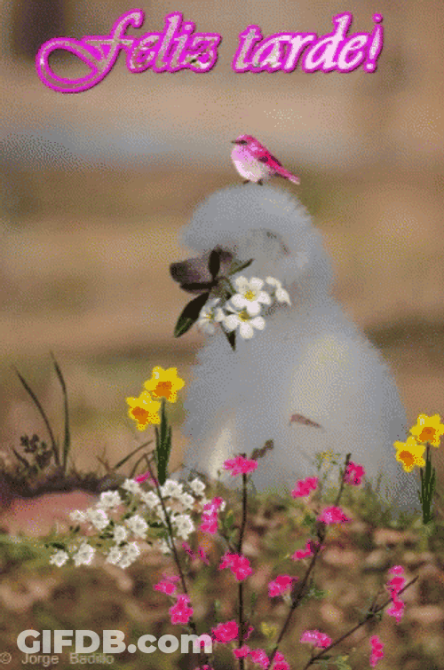 Feliz Tarde GIF