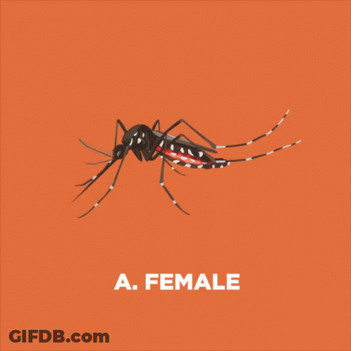 Female Mosquito On Red Background GIF