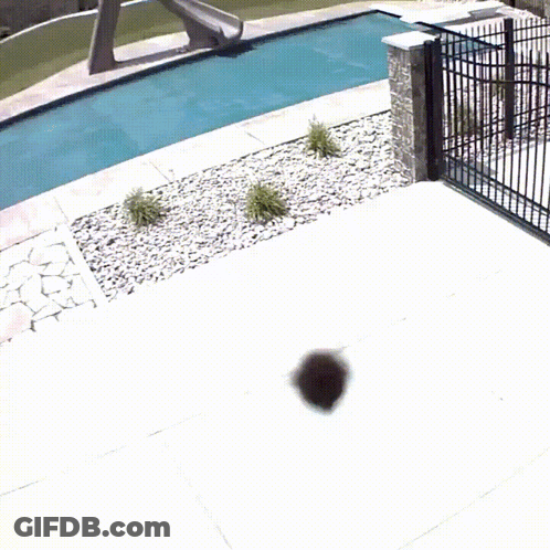 Fence Surrounding Swimming Pool With Slide GIF