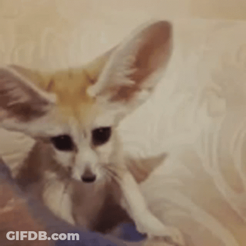 Fennec Fox Enormous Ears Wagging GIF