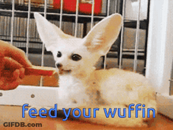 Fennec Fox Feed Your Wuffin GIF