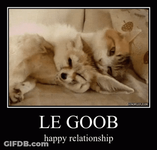 Fennec Fox Friends Grooming Each Other GIF