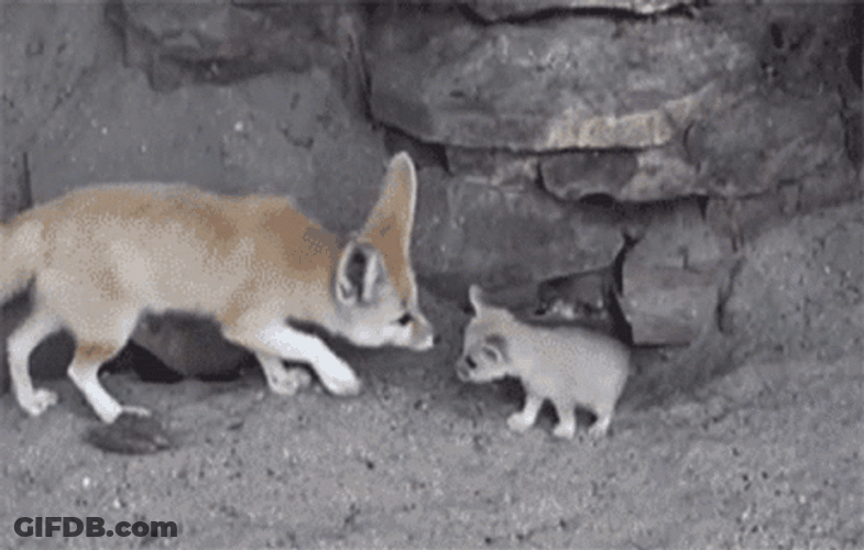 Fennec Fox Mother Kissing Baby GIF