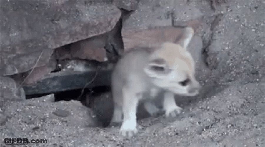 Fennec Fox Puppy Crawling Up GIF