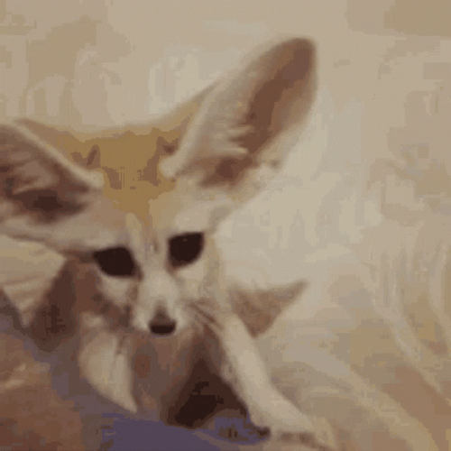 Fennec Fox Shaking Huge Ears GIF