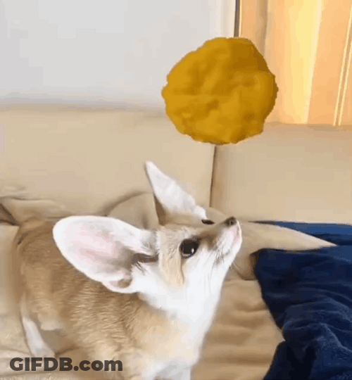 Fennec Fox Staring At Spinning Chip GIF