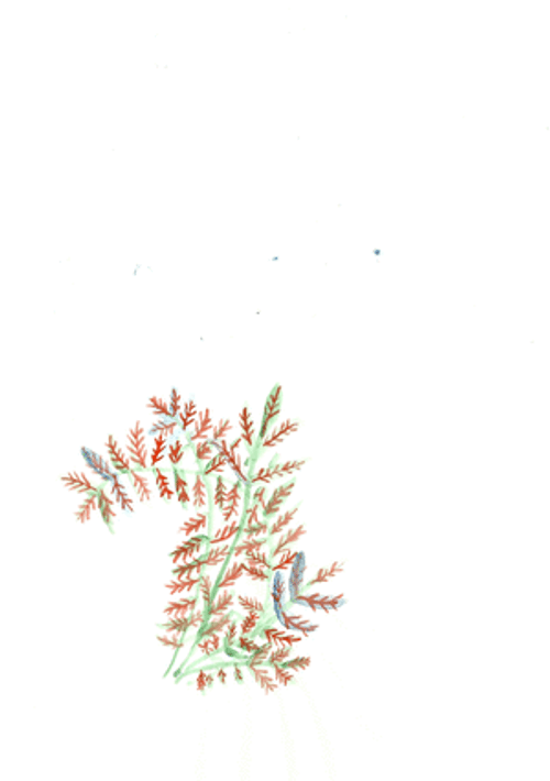 Fern Plant Slowly Growing GIF