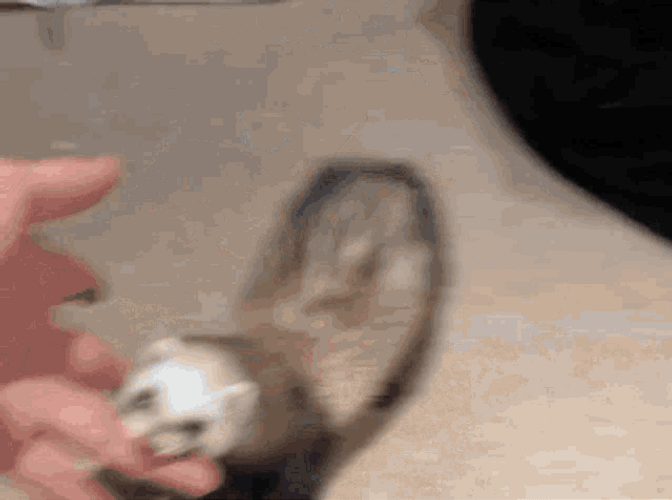 Ferret Biting A Person GIF