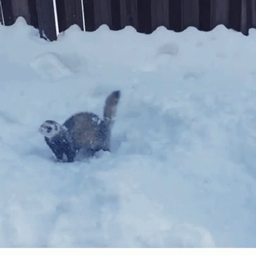 Ferret Diving In Snow GIF
