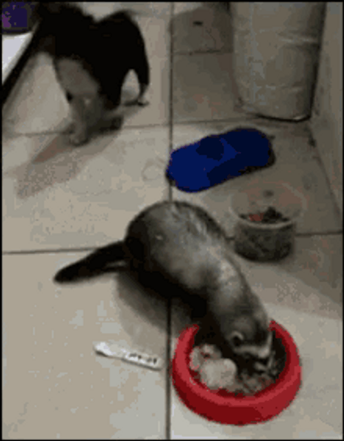 Ferret Eating Dog Food GIF