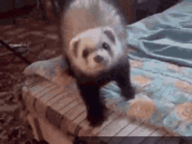 Ferret Excited Jump GIF