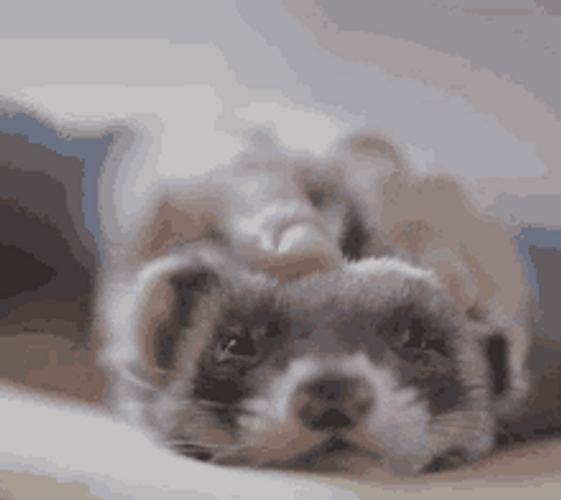 Ferret Head Pat GIF