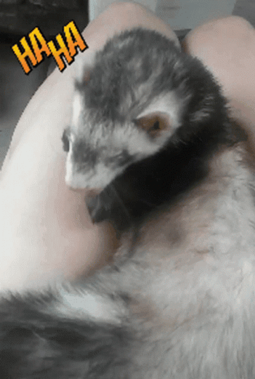 Ferret Laughing Haha GIF