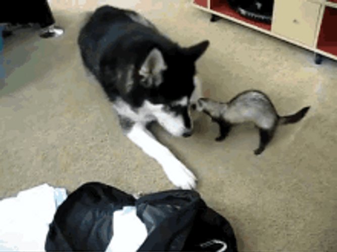 Ferret Playing With Husky GIF