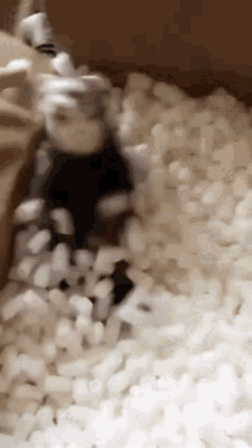 Ferret Playing With Styrofoam GIF