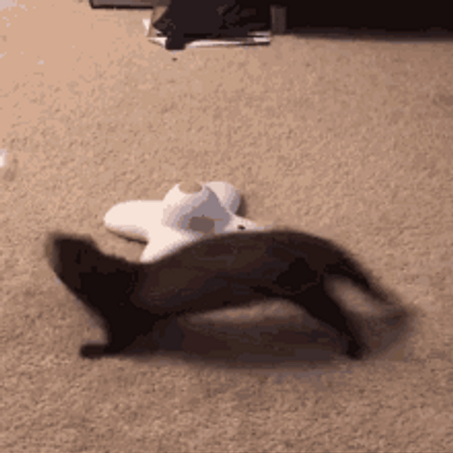 Ferret Running In Circles GIF