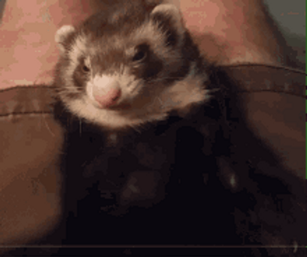 Ferret Sleepy Yawn GIF
