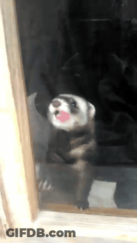 Ferret Sticking Tongue Out Of Glass Door GIF