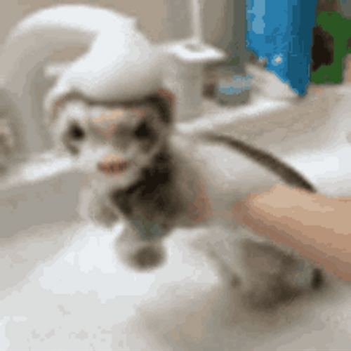 Ferret Taking Bubble Bath GIF