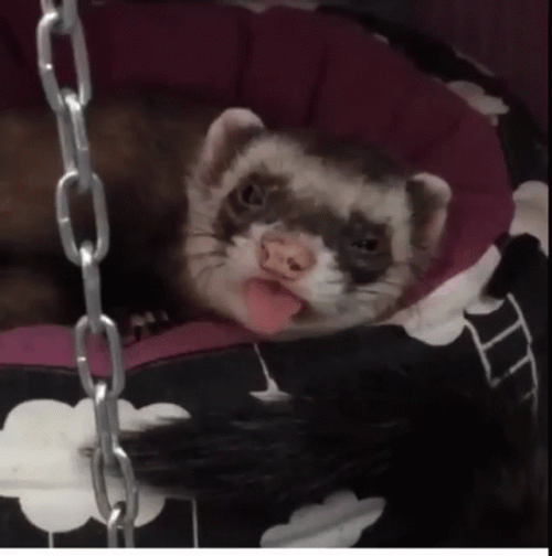 Ferret Tongue Out GIF