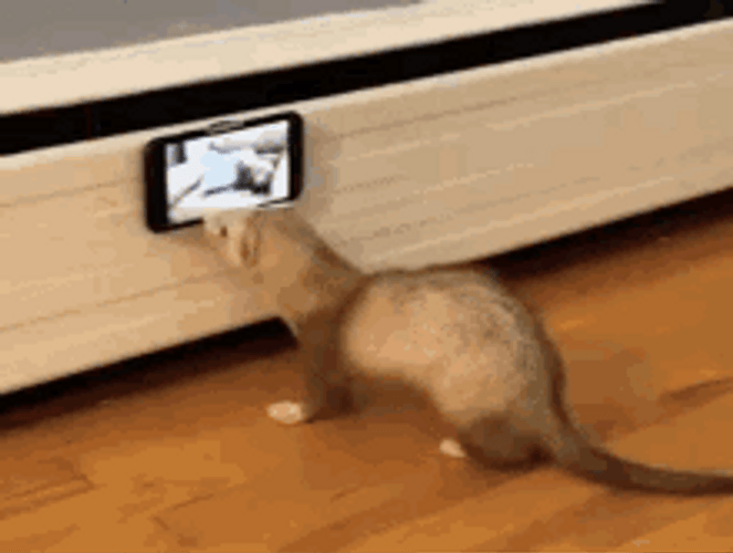 Ferret Using Cellphone GIF