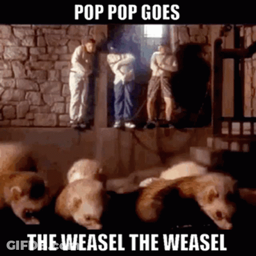 Ferrets In Front Of Stone Wall Pop Pop Goes GIF