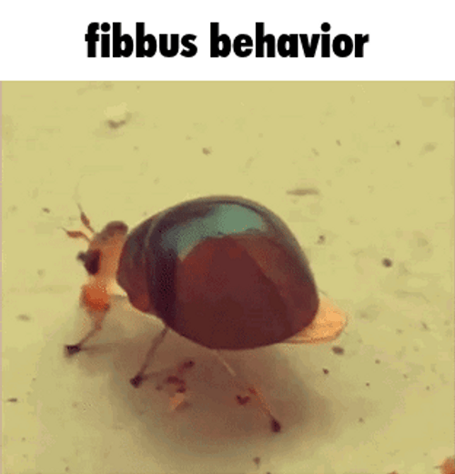 Fibbus Behavior Bug GIF