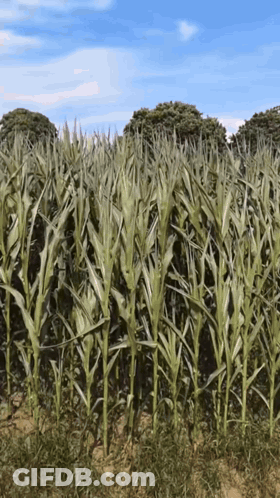 Field Of Corn Plants With Trees GIF