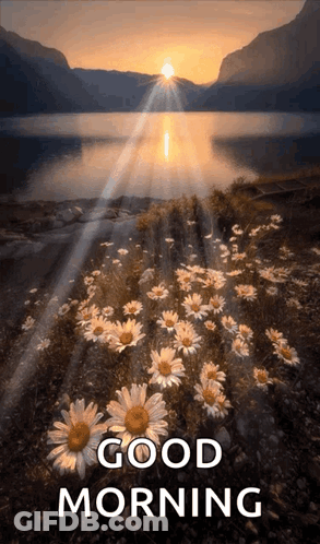 Field Of Daisies Good Morning GIF