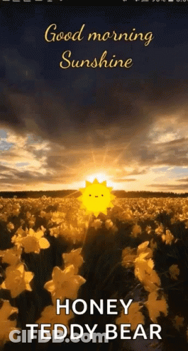 Field Of Flowers Good Morning Sunshine Honey Teddy Bear GIF