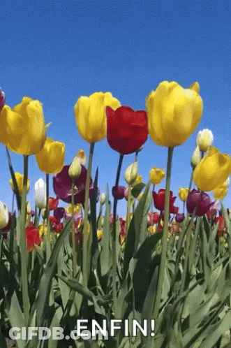 Field Of Flowers With Enfin GIF