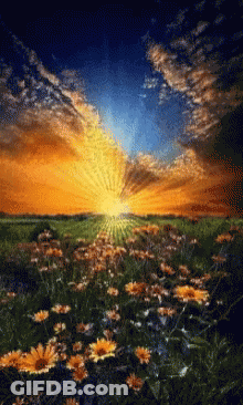 Field Of Flowers With Sun Shining Through Clouds GIF