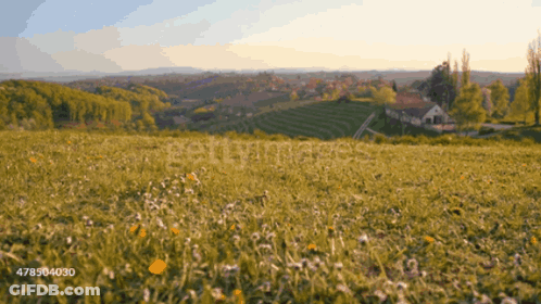 Field Of Grass And Flowers With Getimages GIF