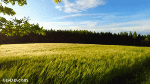 Field Of Grass With Trees And Blue Sky GIF