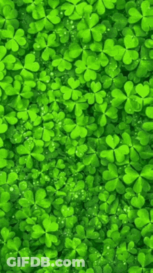 Field Of Green Clovers With Water Drops GIF