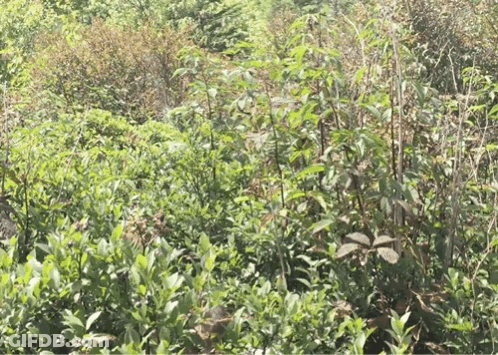 Field Of Green Plants GIF