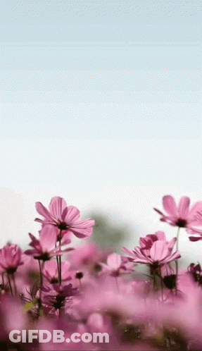 Field Of Pink Flowers Under Blue Sky GIF
