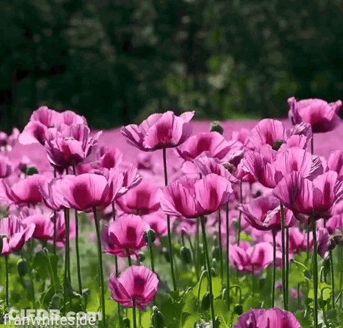 Field Of Purple Flowers Franwhiteside GIF