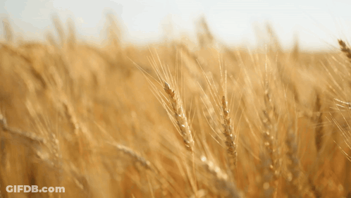 Field Of Wheat Against Blue Sky GIF