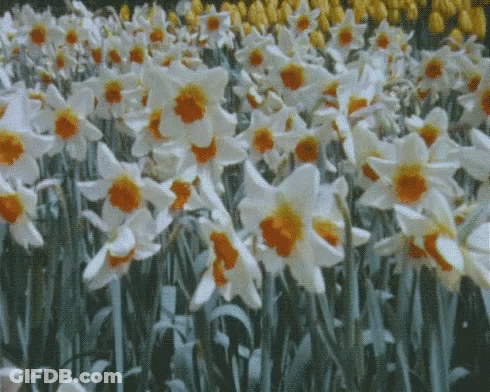 Field Of White And Yellow Flowers GIF