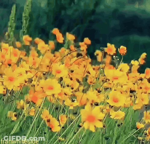 Field Of Yellow And Orange Flowers Franwhiteside GIF