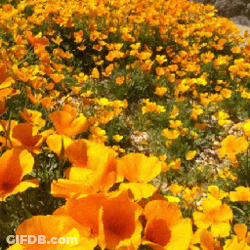 Field Of Yellow And Orange Flowers With Green Leaves GIF