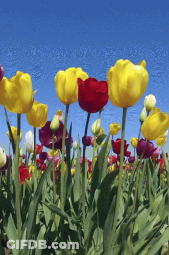 Field Of Yellow And Red Flowers GIF
