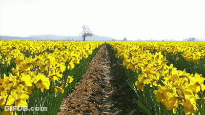 Field Of Yellow Daffodils With Tree In Distance GIF